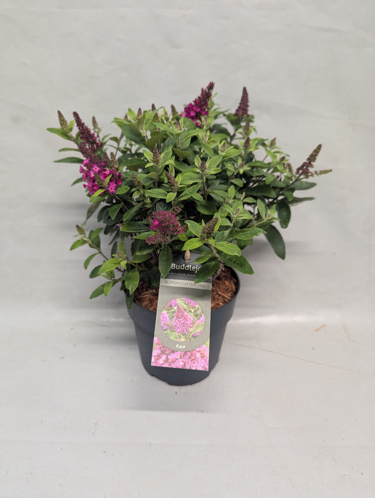 Buddleja davidii Trio (3 colours/1 pot) 30cm 15cm Pot