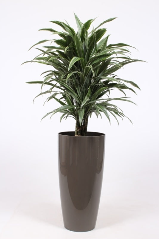 Dracaena fragrans Warneckei 130cm 33cm Pot