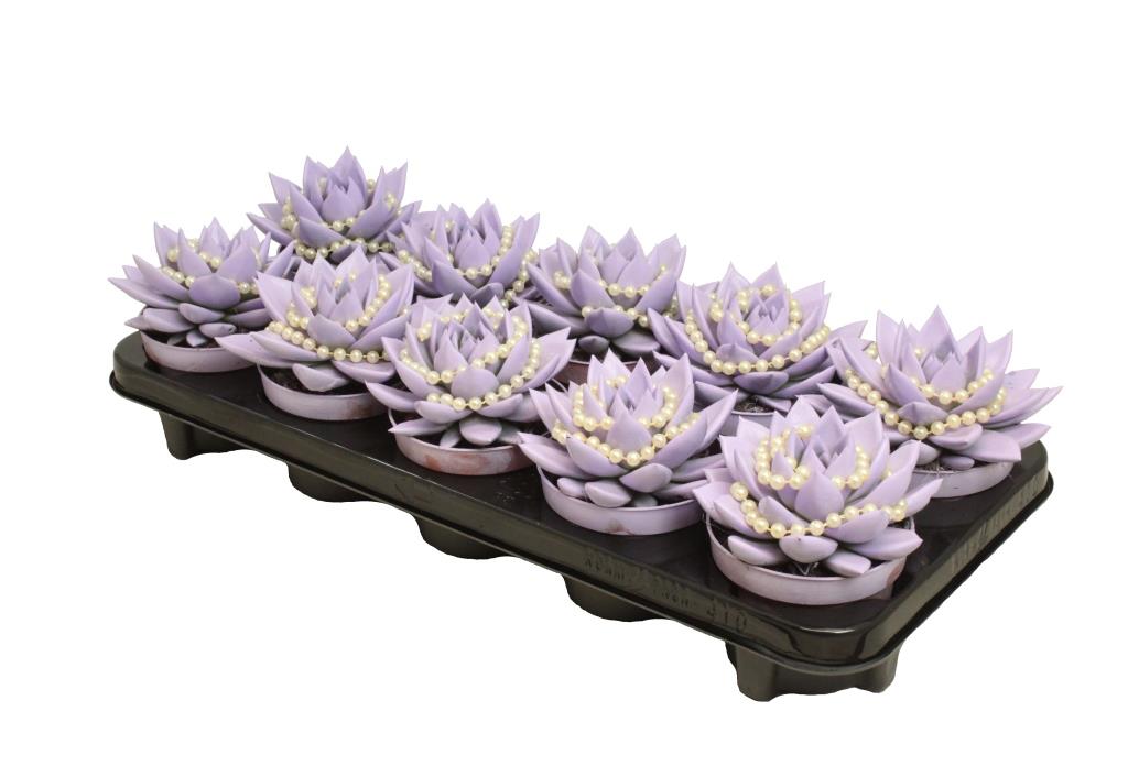 Echeveria colored Pastel purple 13cm 10.5cm Pot