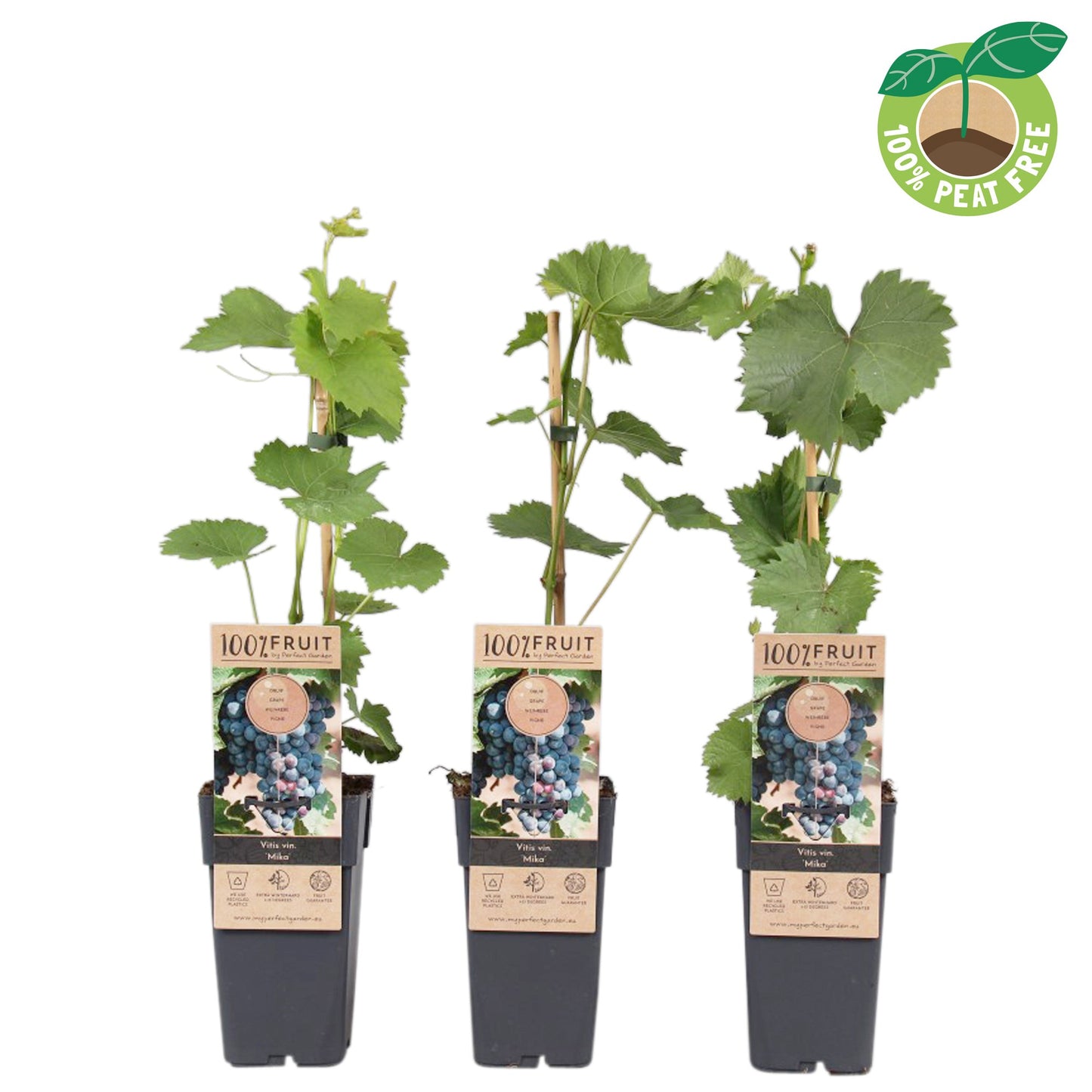 Vitis vinifera Mika 50cm 15cm Pot