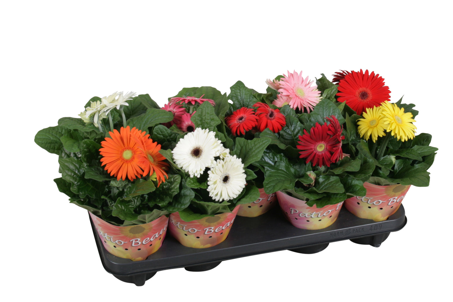 Velden, Firma Freek v.d. Gerbera mix Pack of 9