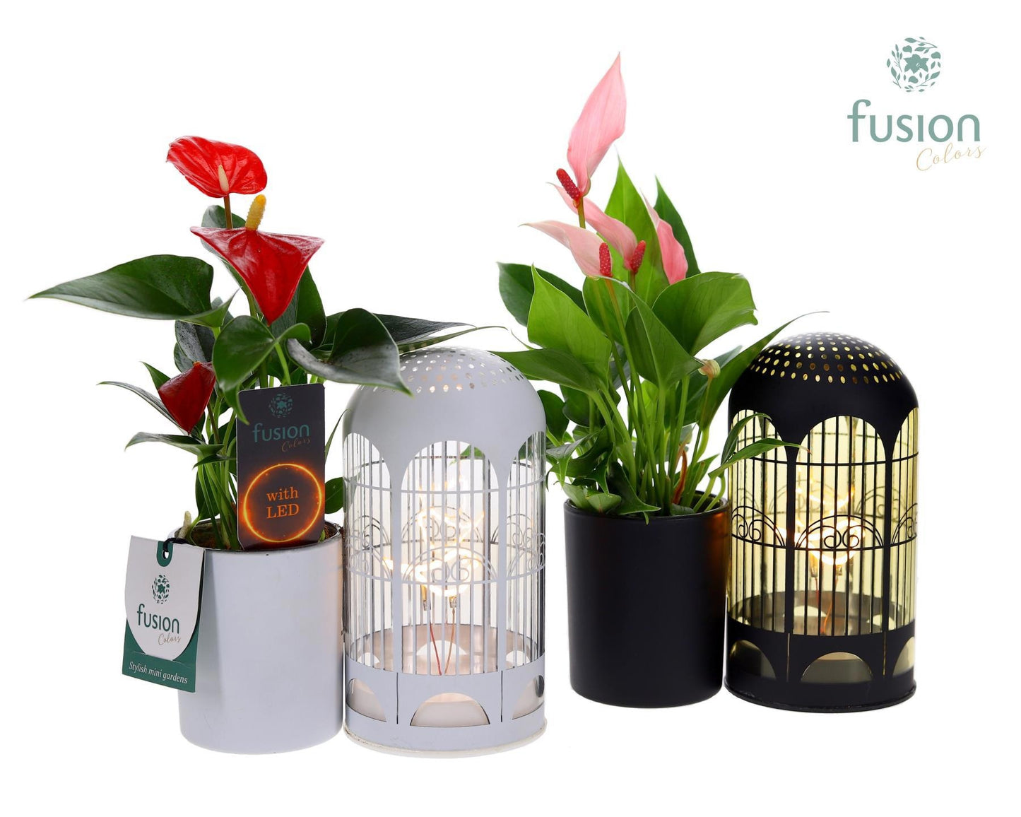 Fusioncolors BV Zinken LED Lichtbal Vogels glazen planter met Anthurium Pack of 6