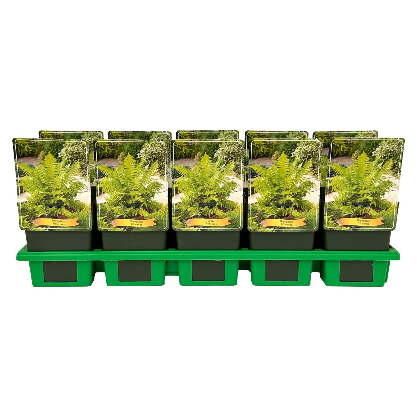 Dryopteris filix-mas 25cm 11cm Pot