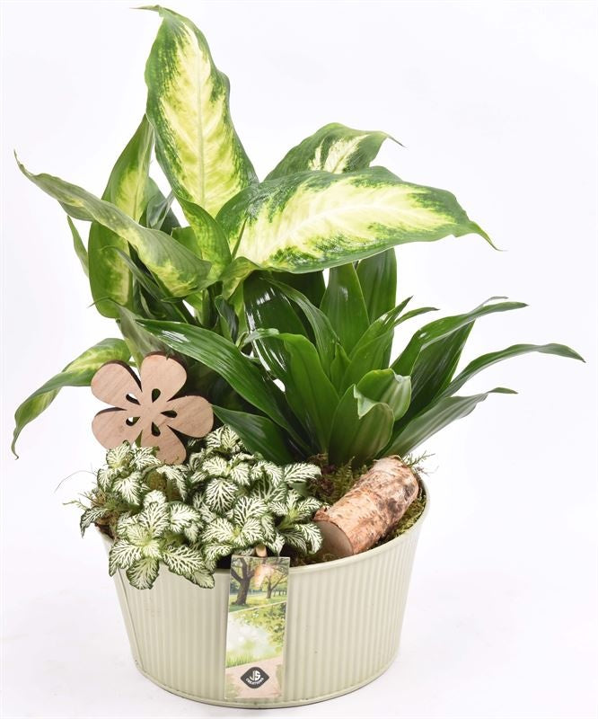 Indoor arrangement 18cm Pot