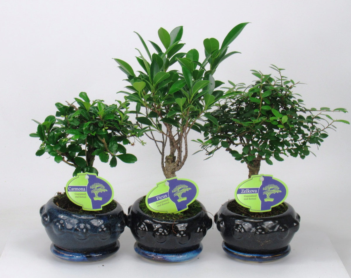 Bonsai mix 25cm 13cm Pot