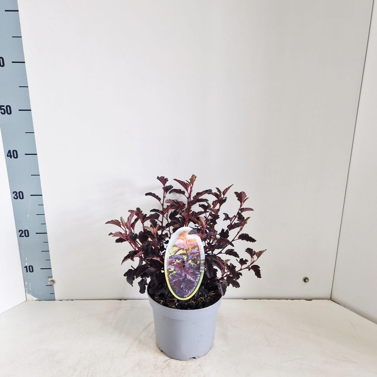 Physocarpus opulifolius 30cm 17cm Pot