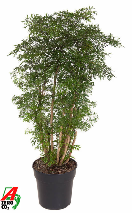 Polyscias fruticosa 120cm 27cm Pot