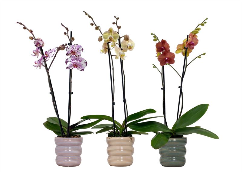 Phalaenopsis mix 55cm 12cm Pot