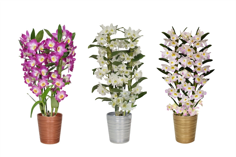 Dendrobium nob. Star Class 50cm 12cm Pot