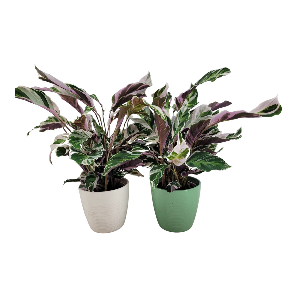 Calathea Fusion White 35cm 15cm Pot