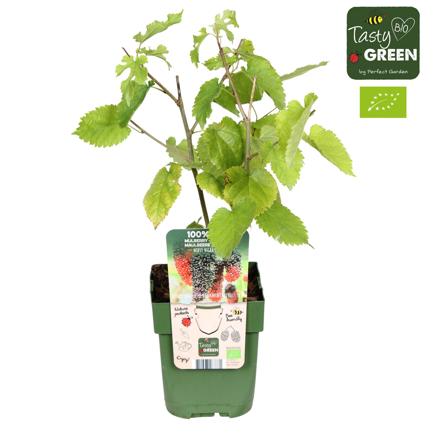 Hoogeveen Plants BV Morus nigra Pack of 10