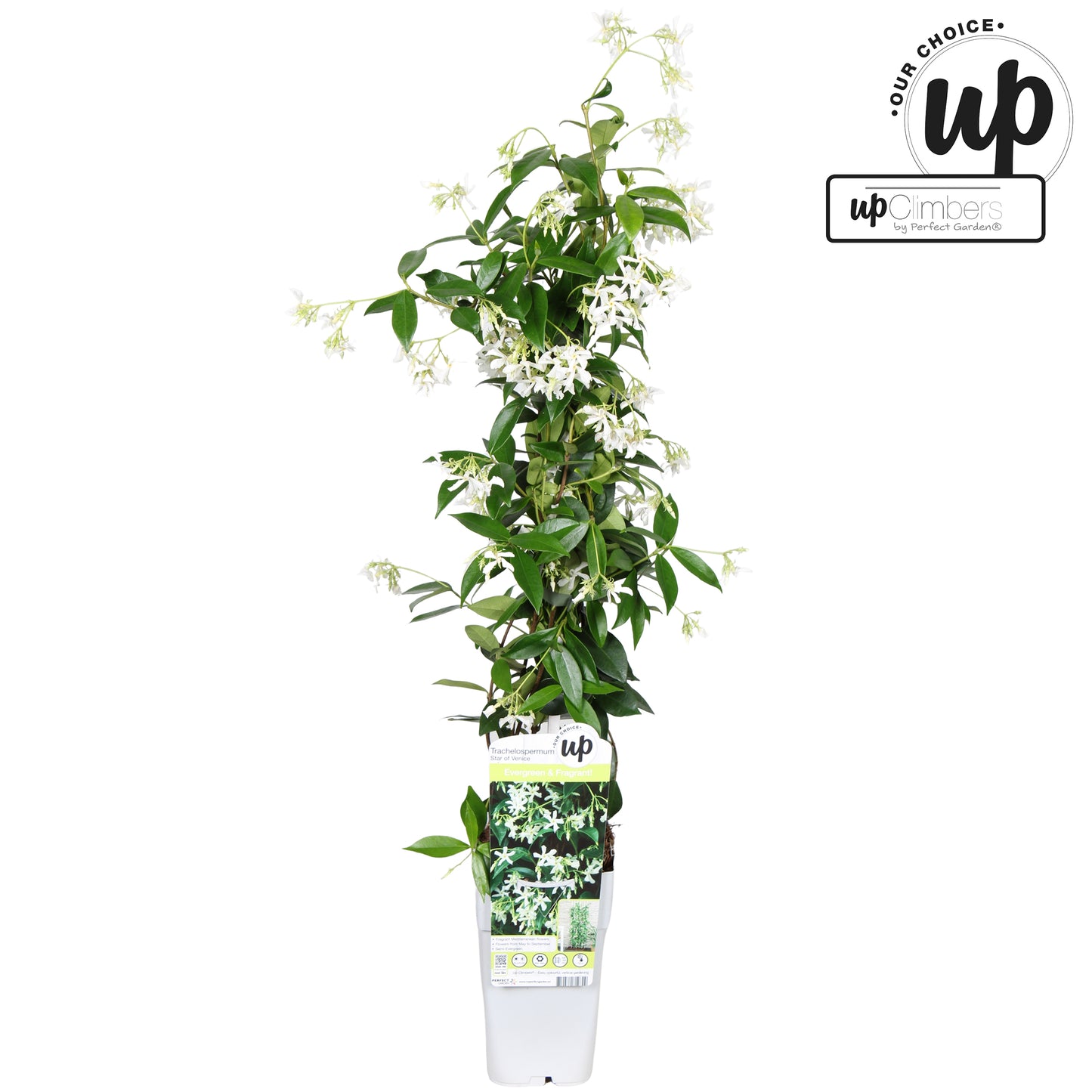 Hoogeveen Plants BV Trachelospermum jas. Star of Venice Pack of 10
