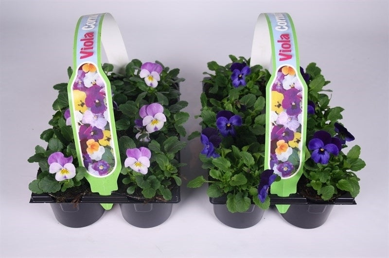 Batist BV, Kwekerij Viola cornuta mix Pack of 1