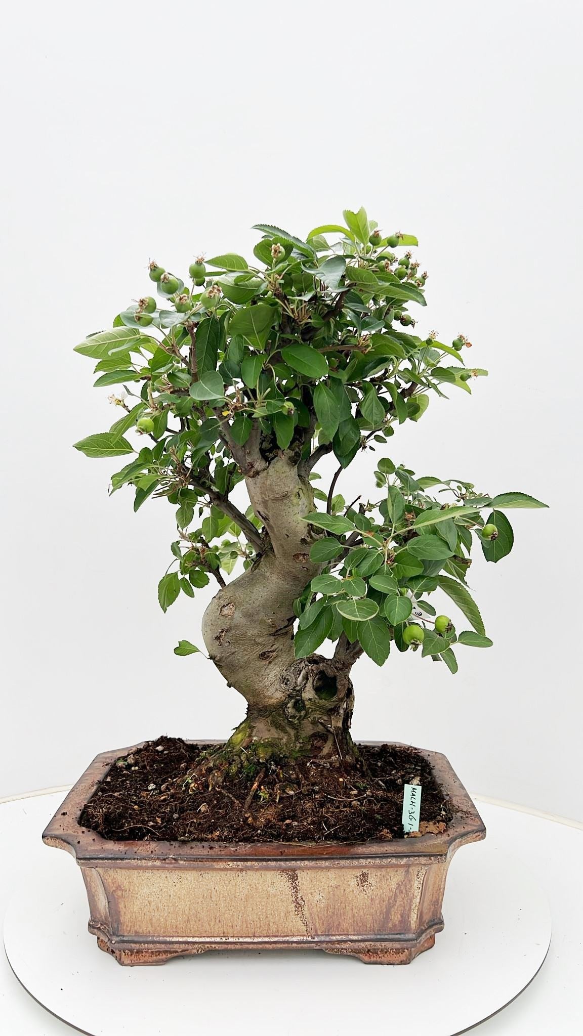 Bonsai Metasequoia Forest 60cm 26cm Pot