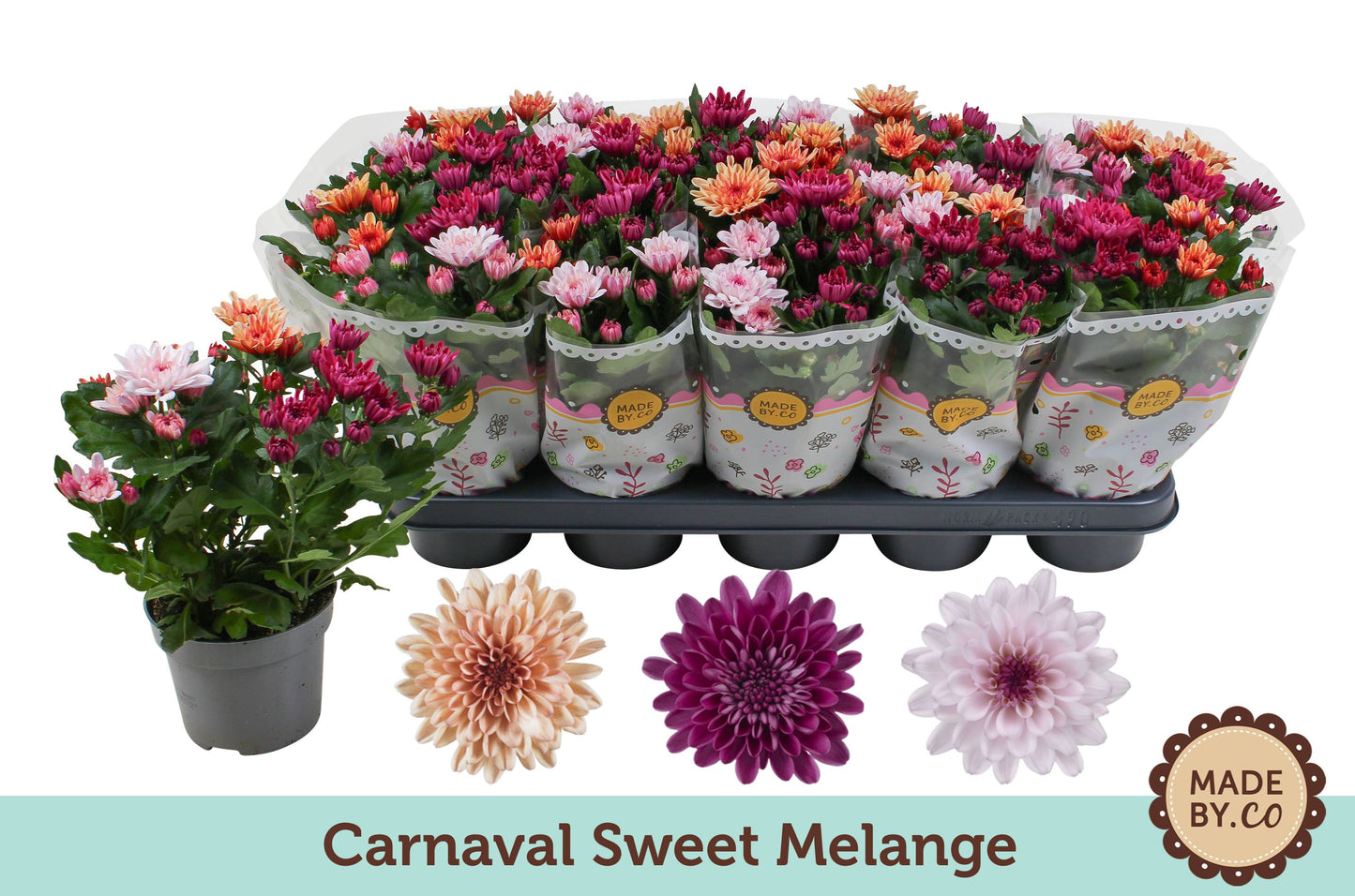 Chrysanthemum Sweet carnaval 25cm 12cm Pot
