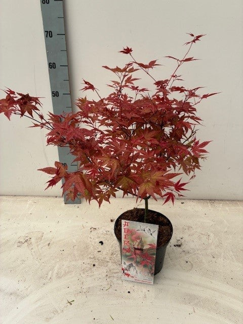 Acer Deshojo 60cm 19cm Pot