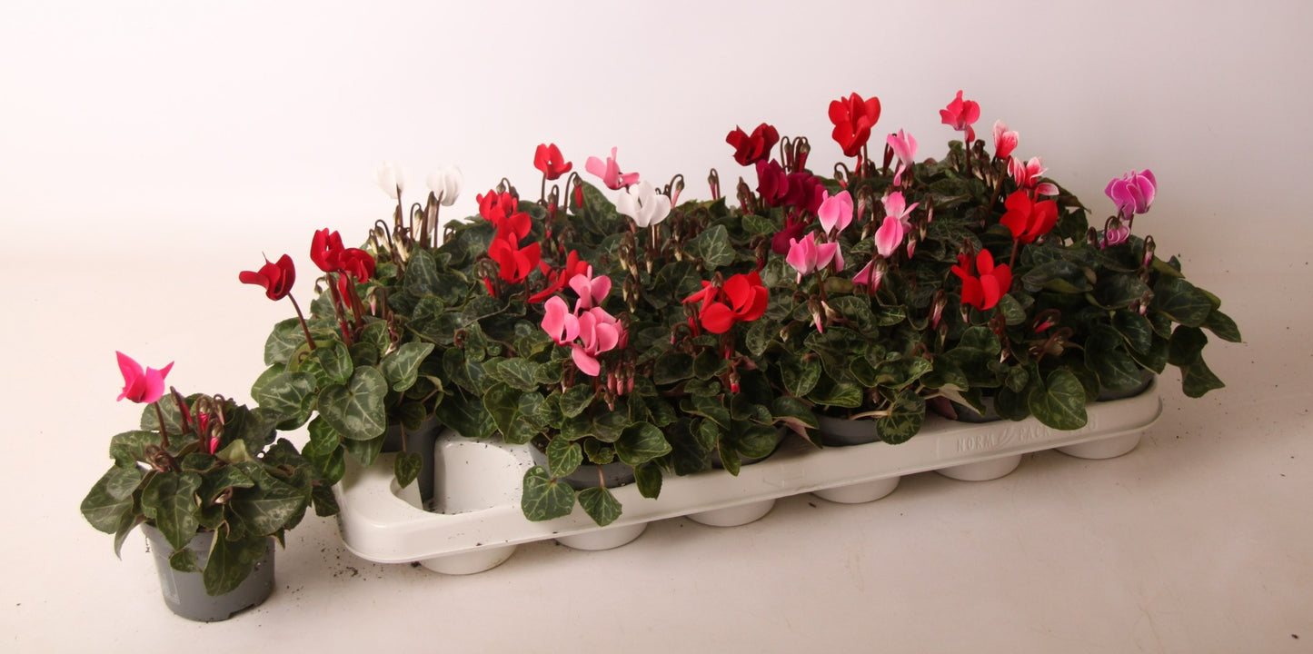 Cyclamen Verano Mix 16cm 9cm Pot