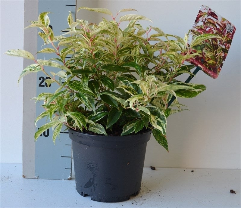 Leucothoe Makijaz 35cm 17cm Pot