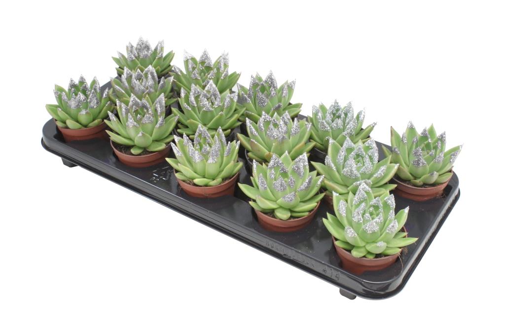 Echeveria Miranda 11cm Special Pot (508)