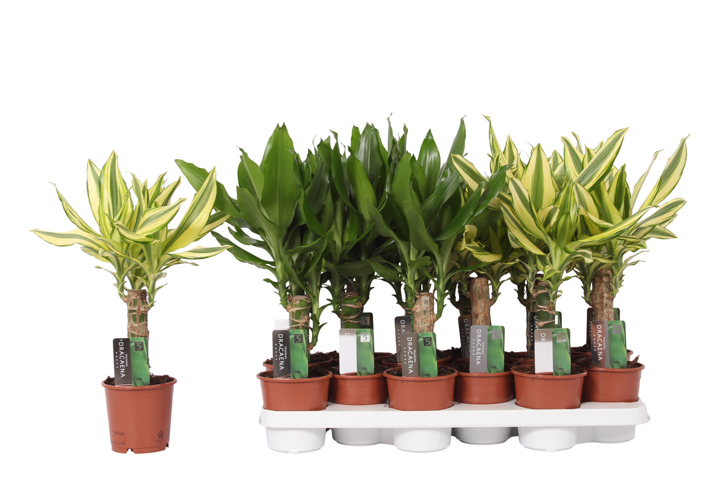 Dracaena fragrans mix 45cm 11cm Pot