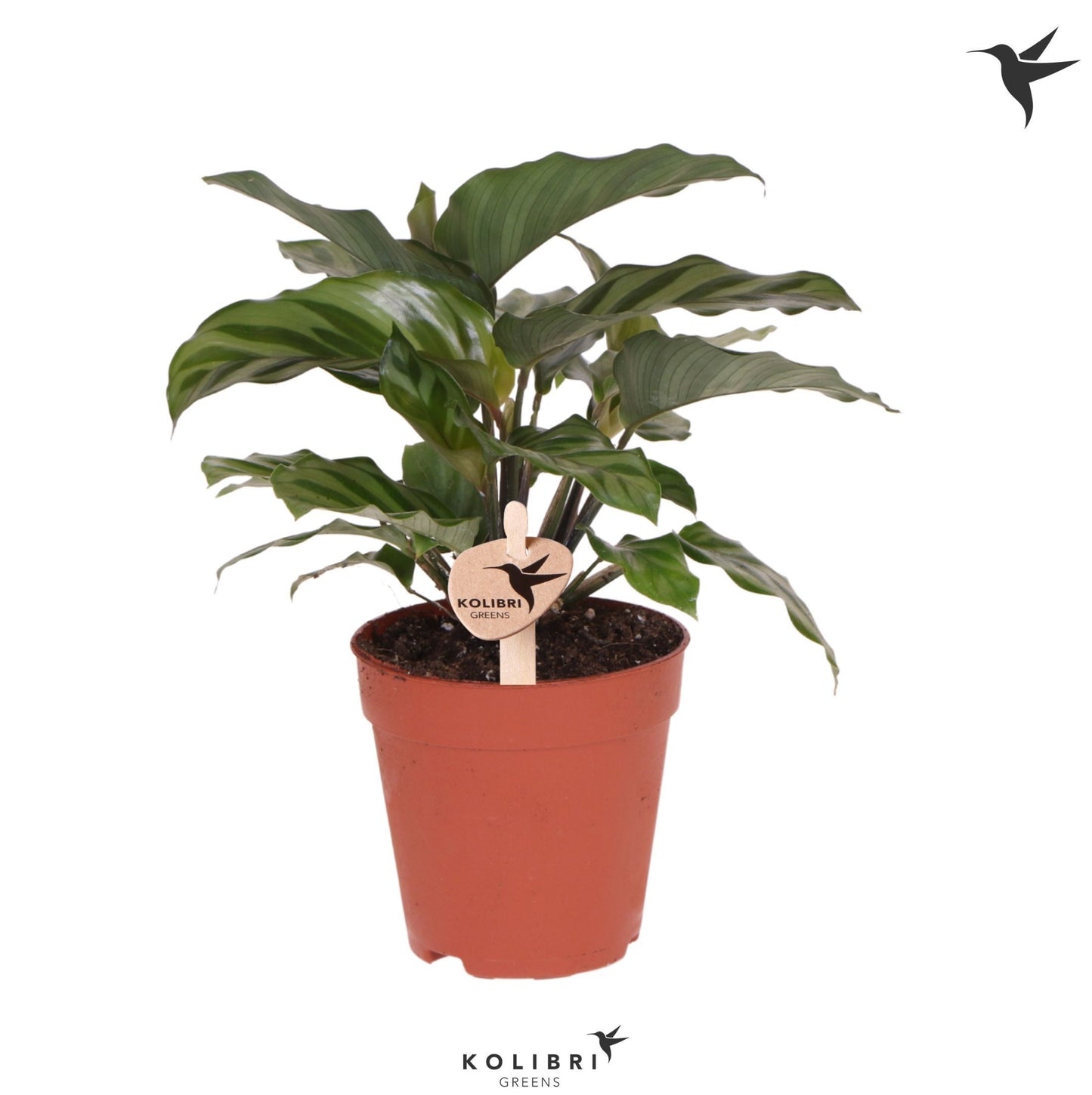 Calathea Freddie 23cm 9cm Pot