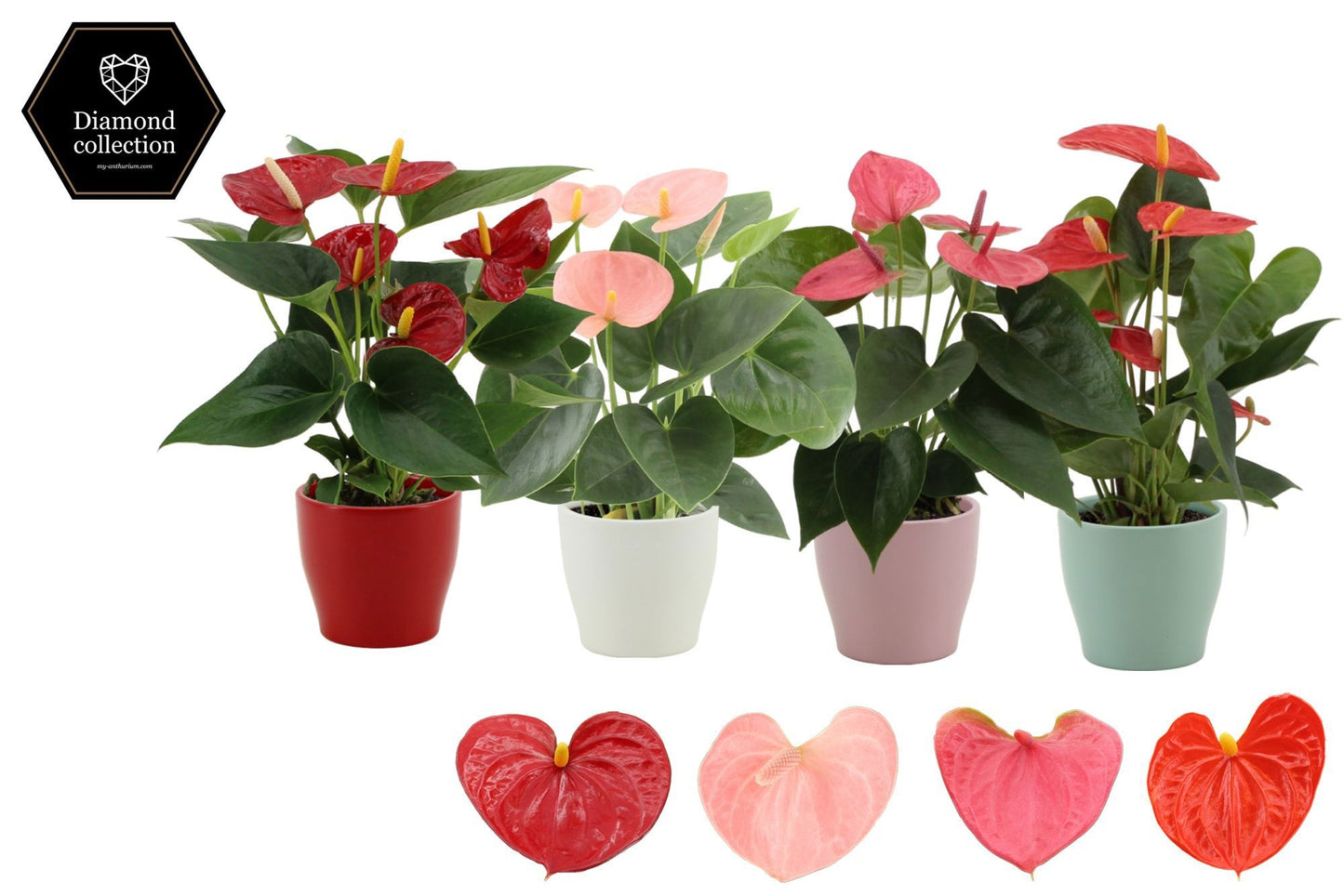 Anthurium mix 25cm 9cm Pot