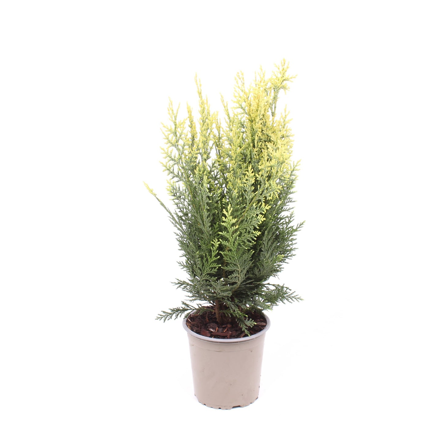 Chamaecyparis White Spot 40cm 13cm Pot