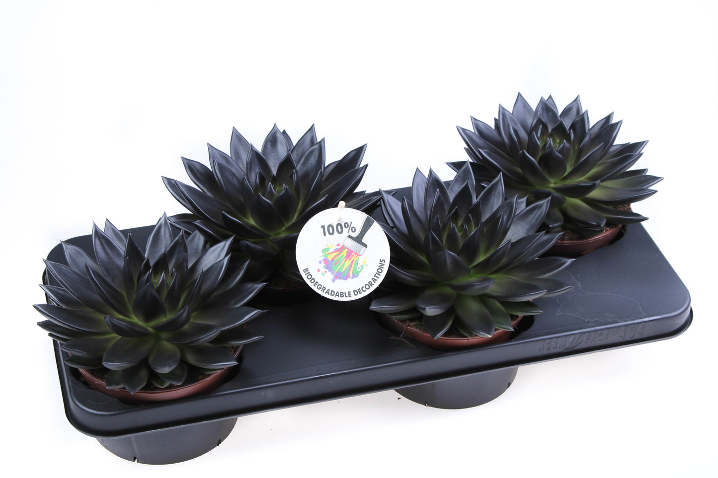 Euro Cactus Holland Bv Rainbow deep black Pack of 4