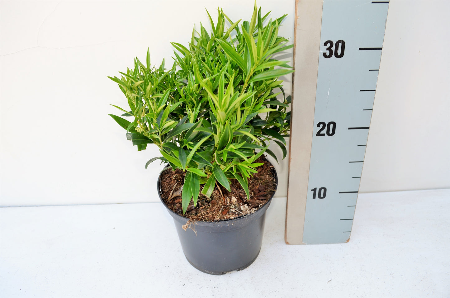 Roessel Tuinpl. VOF, B. v. Sarcococca hook. Saligna Pack of 1