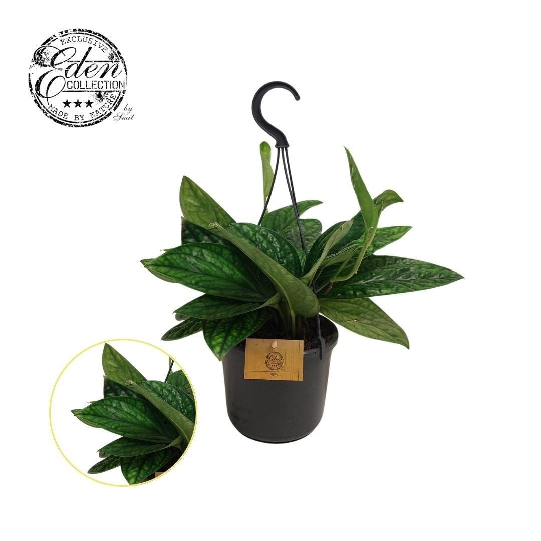 Epipremnum pinnatum Marble Planet 25cm 15cm Pot