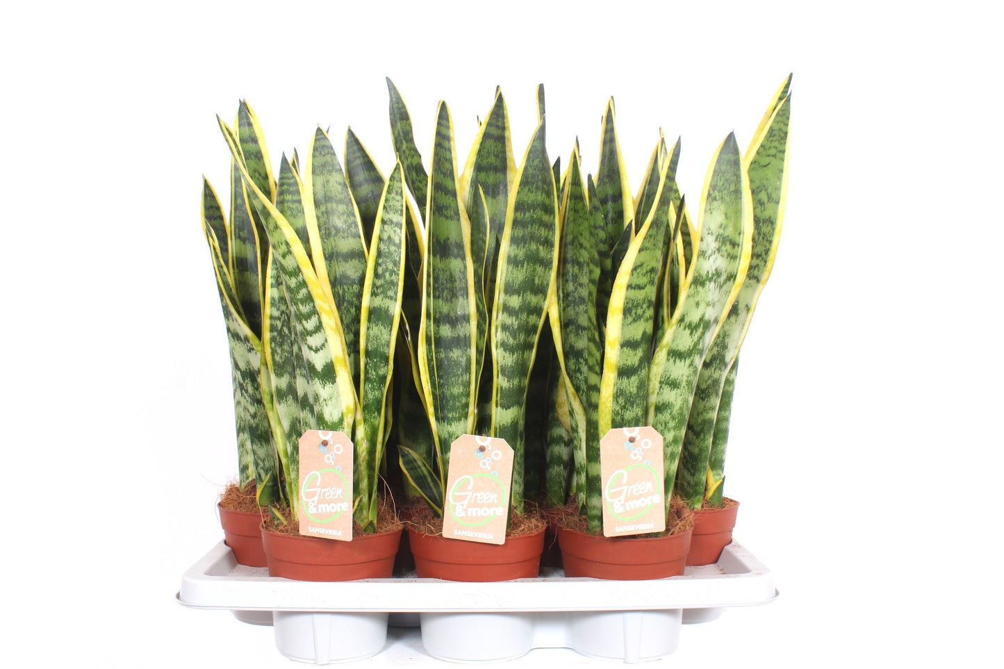 Sansevieria Laurentii 55cm 14cm Pot