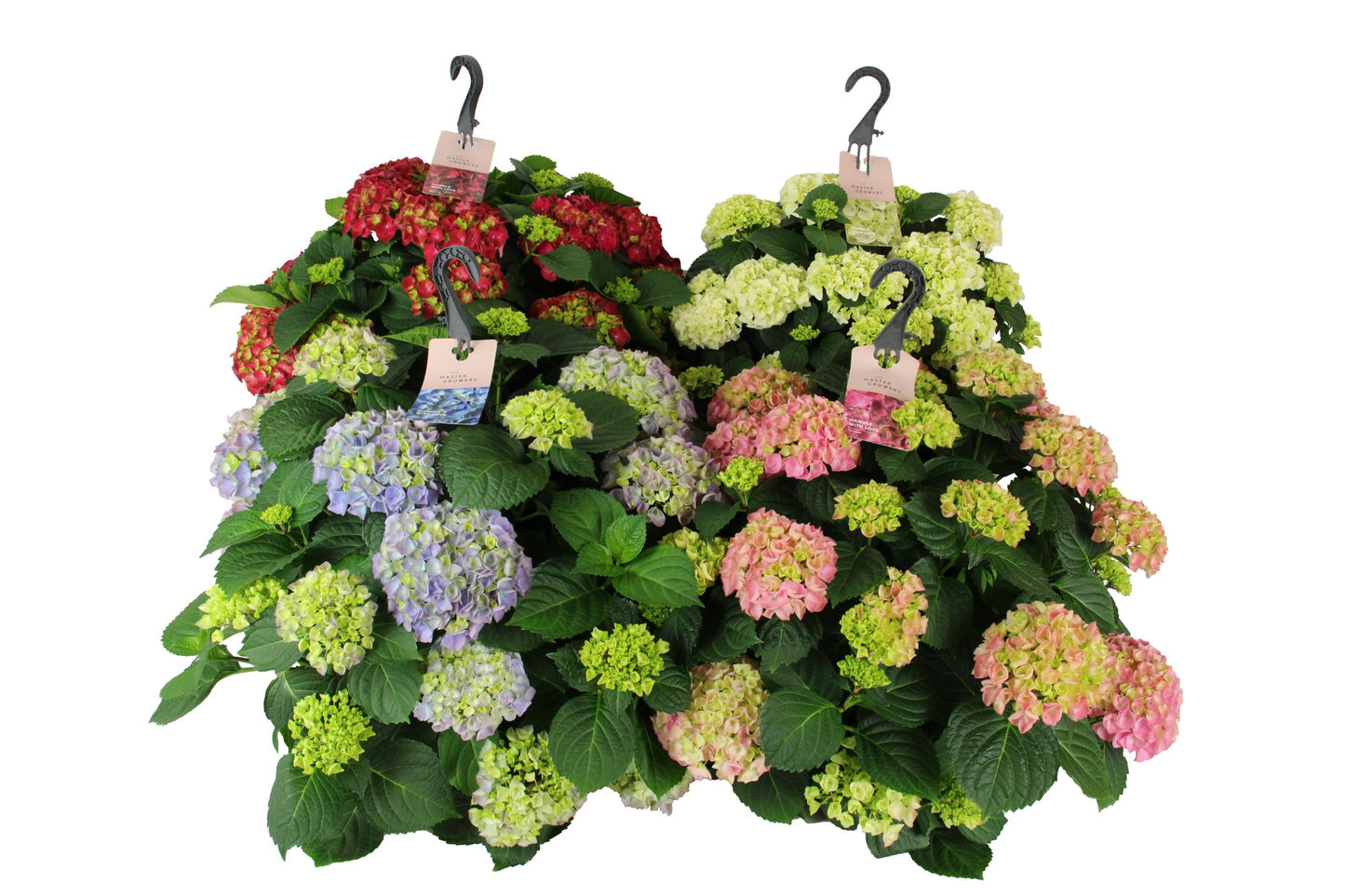 Hydrangea macrophylla 30cm 27cm Pot