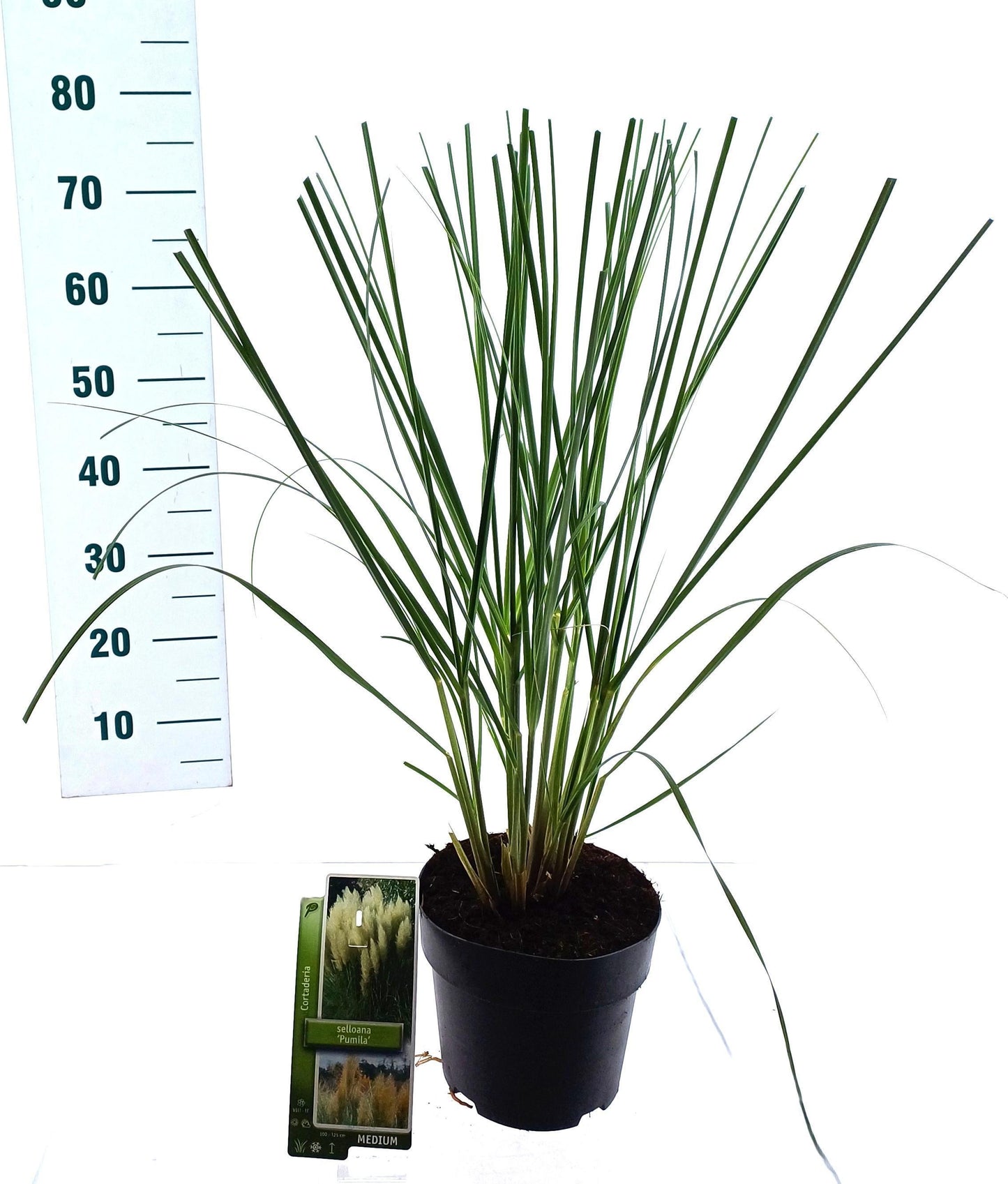 Cortaderia sellona Pumila 75cm 19cm Pot