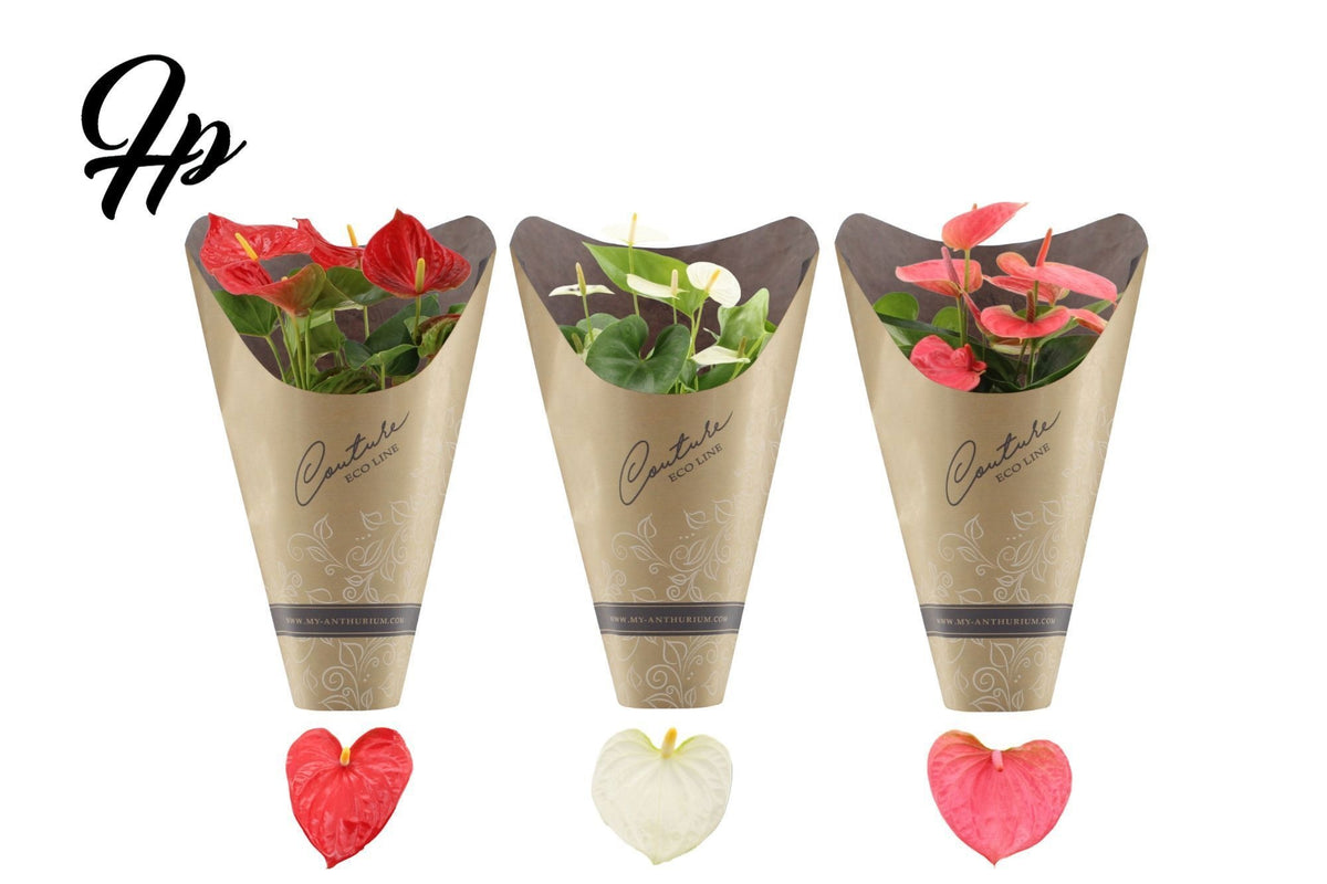 Anthurium mix 45cm 14cm Pot