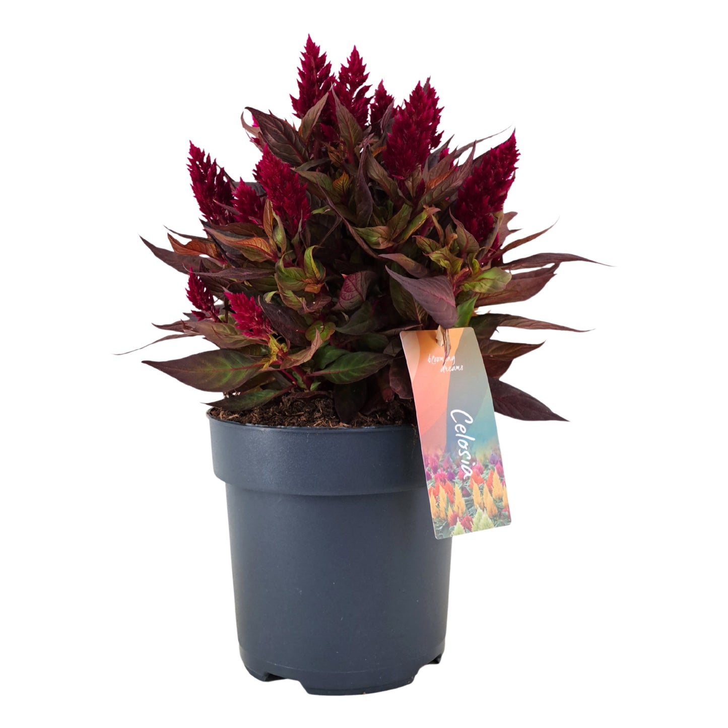 Celosia Kelos Fire Pink 35cm 17cm Pot