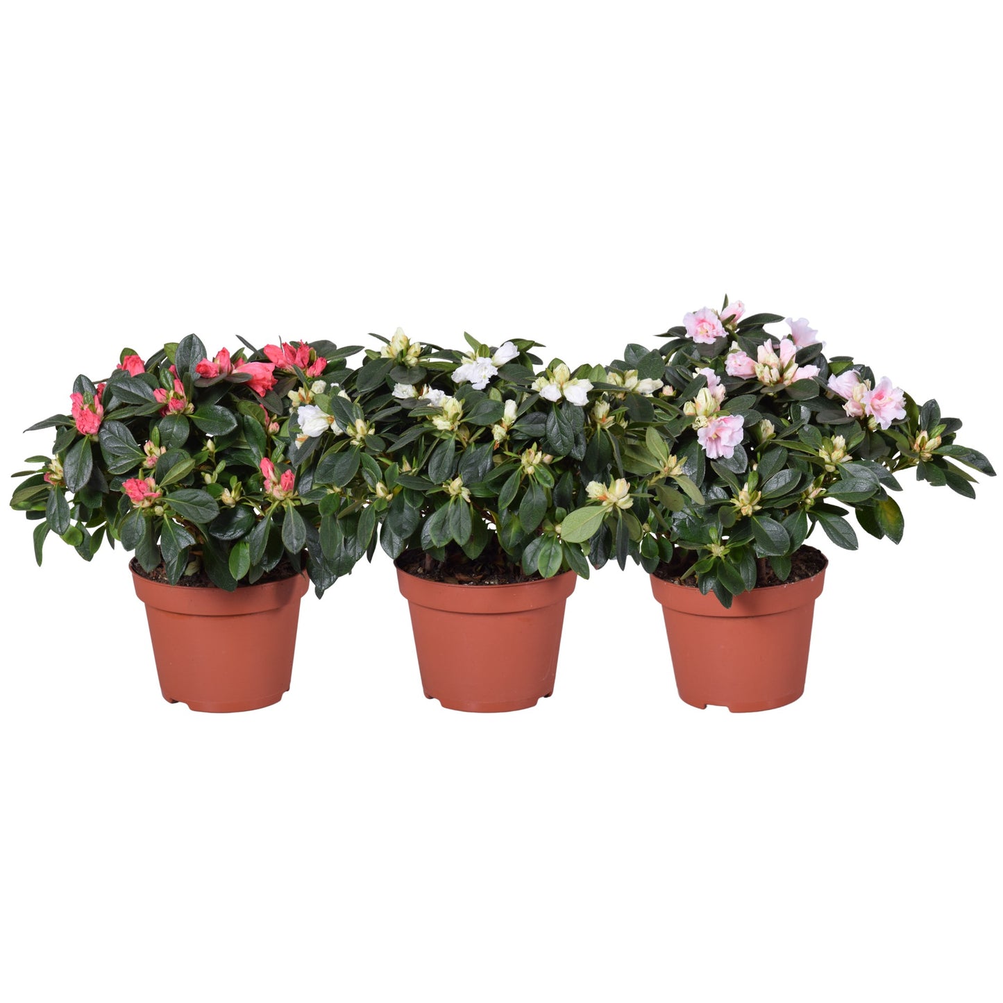 Rhododendron simsii mix 30cm 13cm Pot