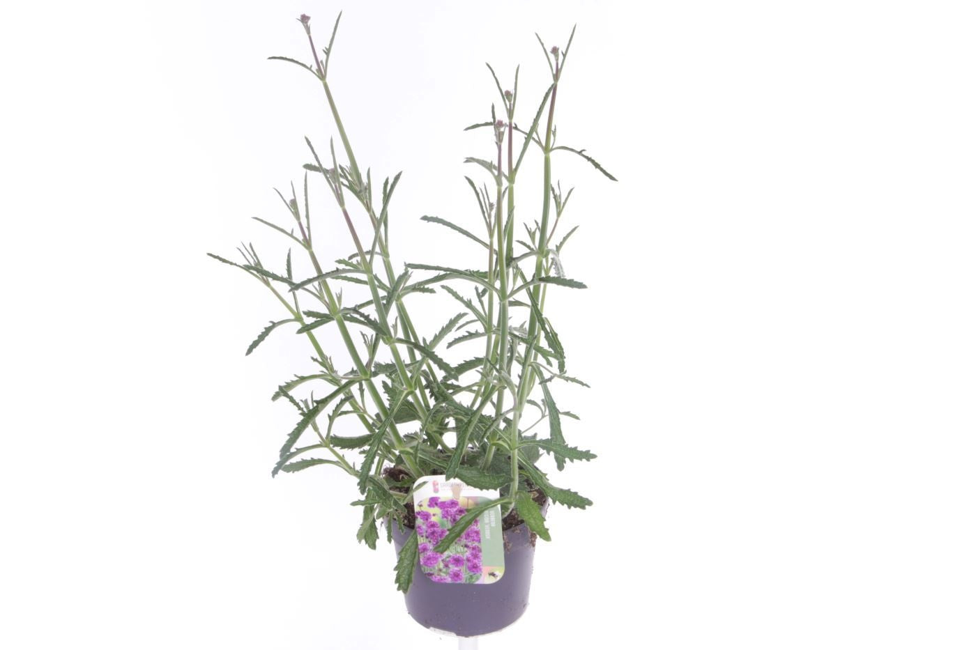 Verbena bonariensis 45cm 13cm Pot