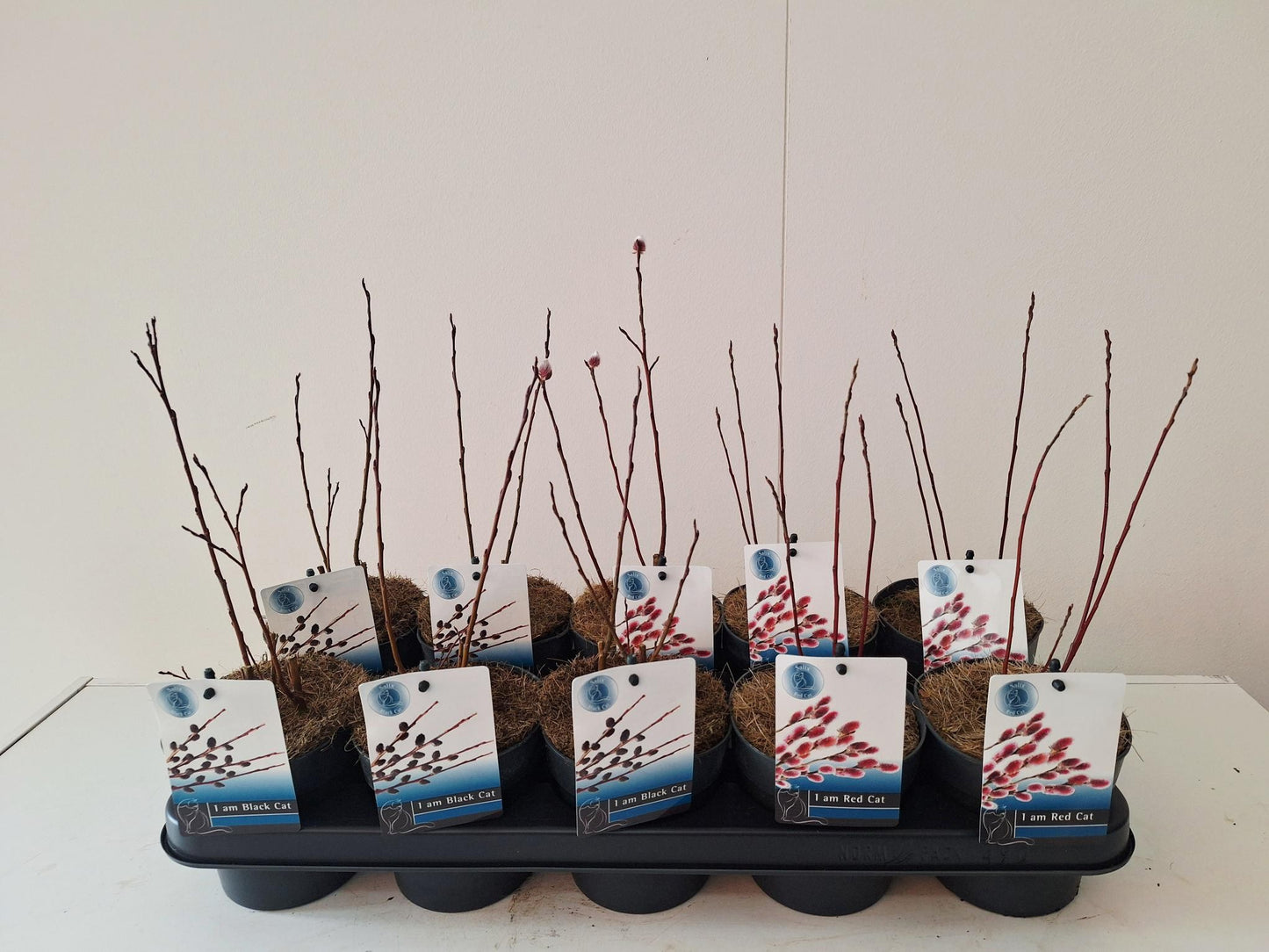Salix alba mix 30cm 12cm Pot