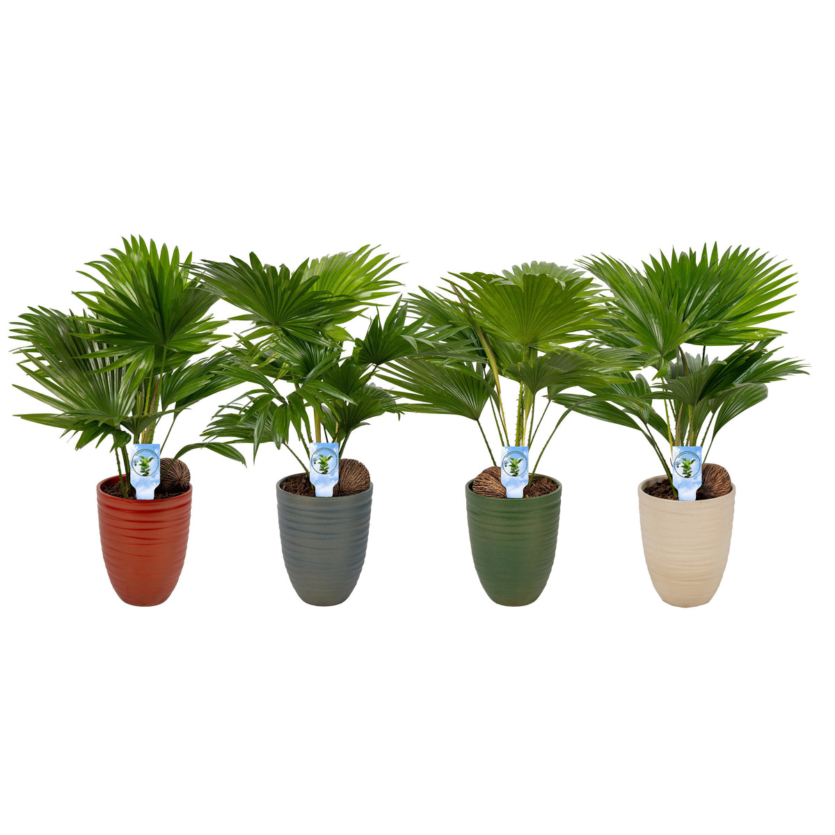 Livistona rotundifolia 50cm 14cm Pot
