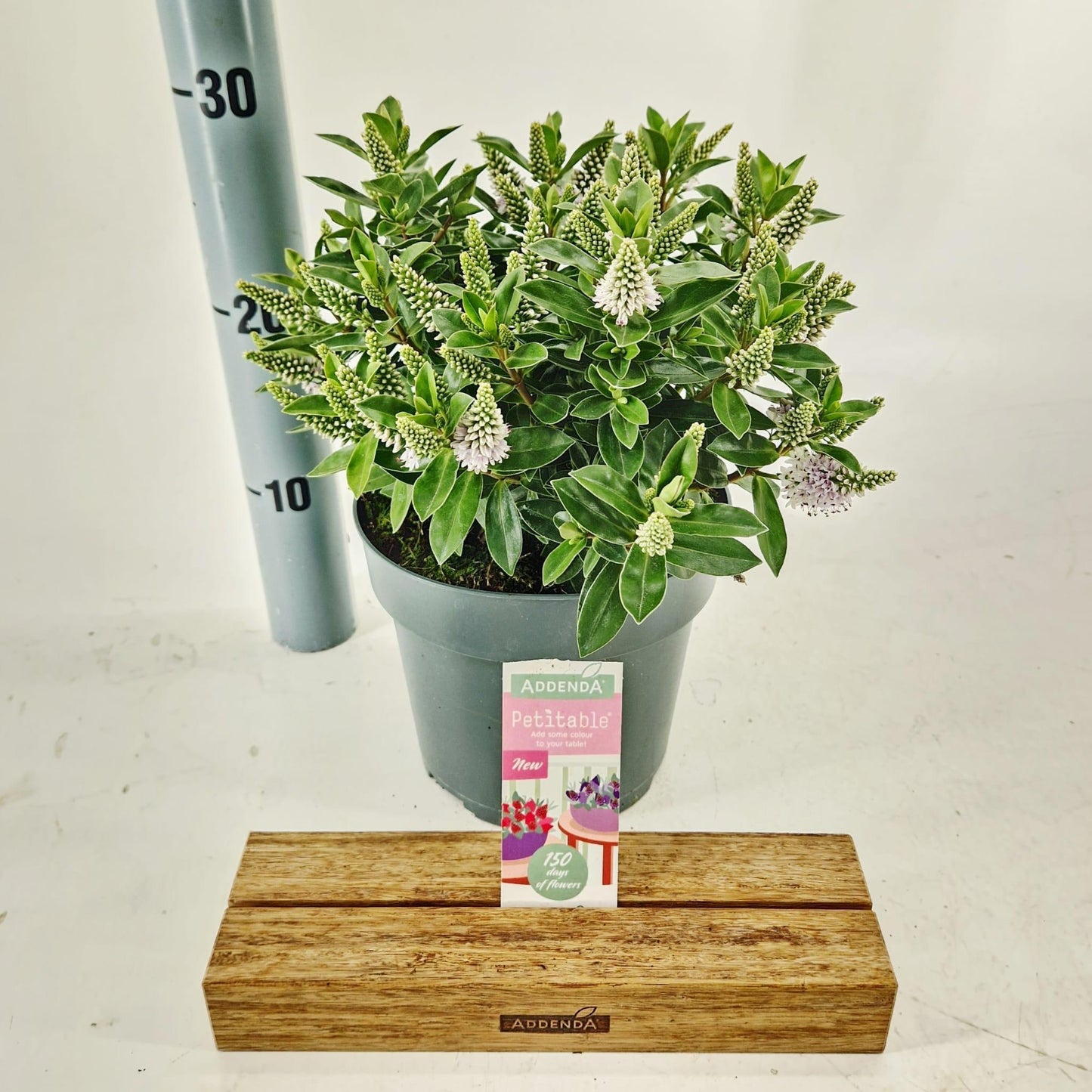 Hebe Hebedonna Jenna 30cm 17cm Pot