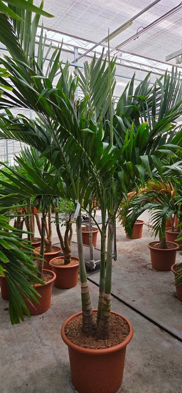 Carludovica palmata 250cm 55cm Pot