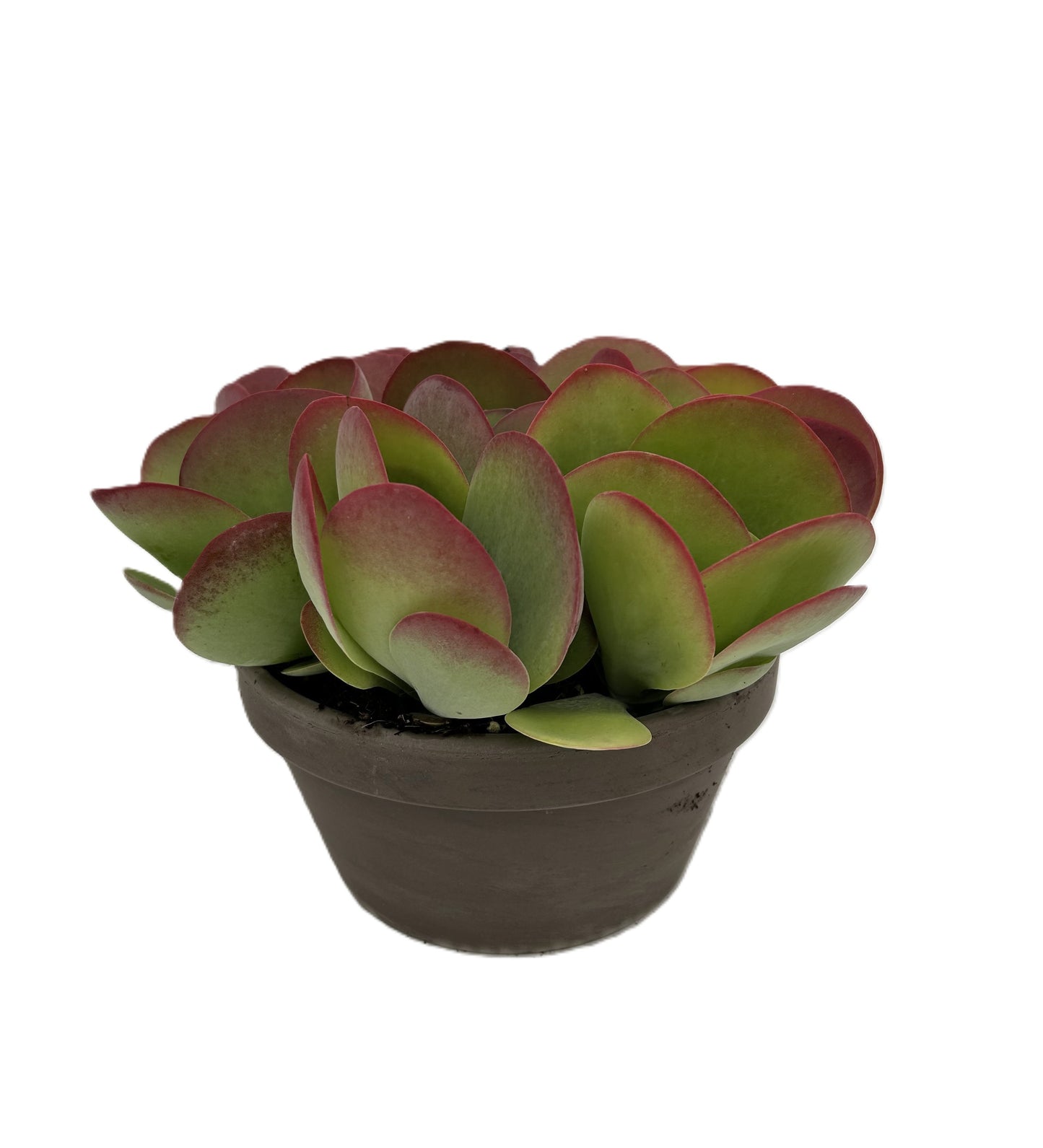 Kalanchoe thyrsiflora 22cm 22cm Pot