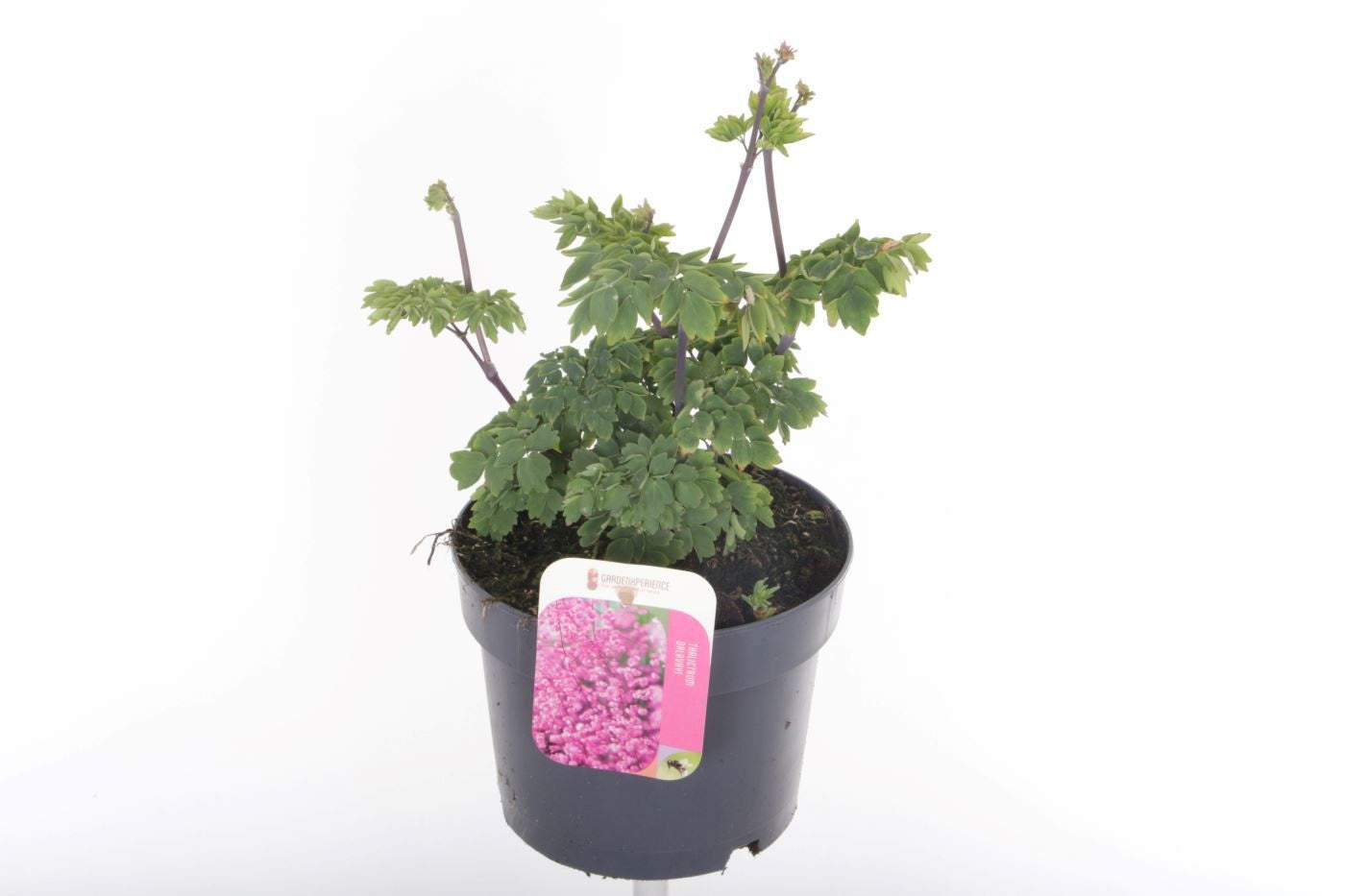 Thalictrum aquilegifolium 35cm 17cm Pot