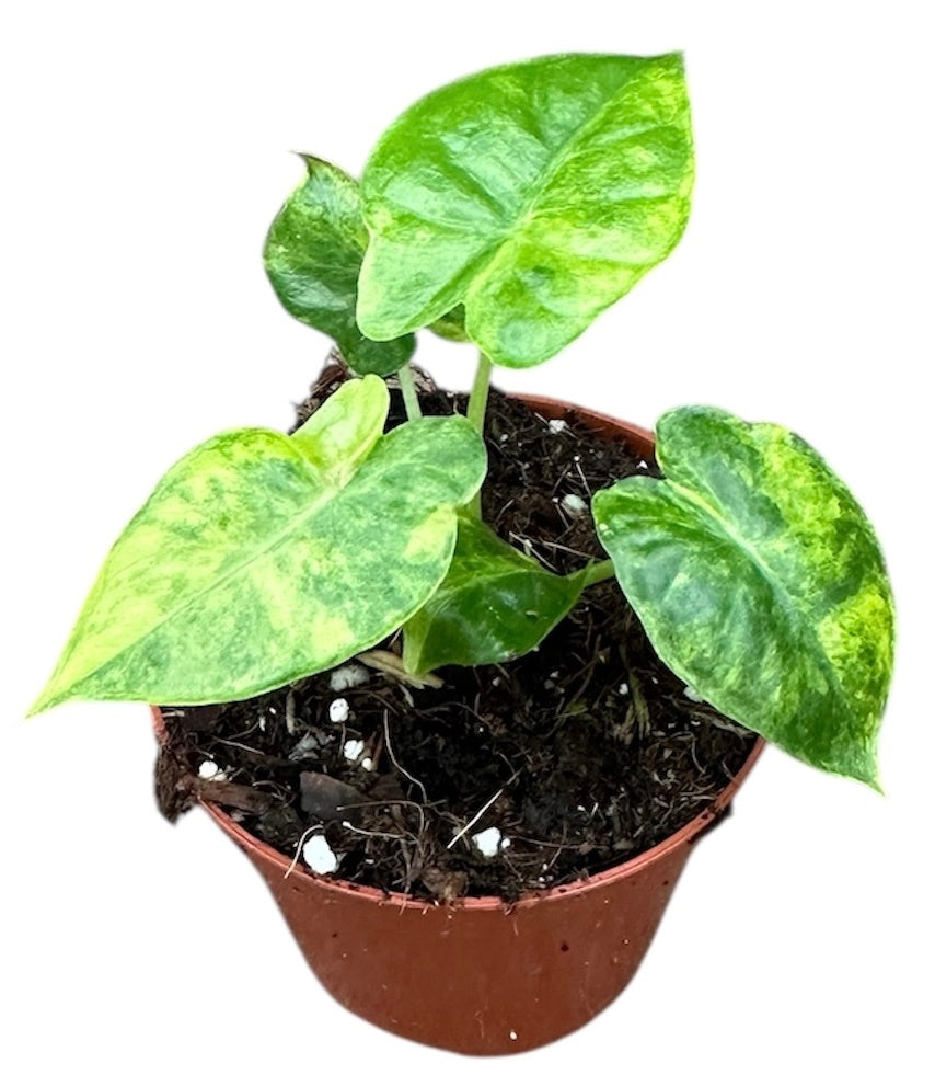 Alocasia amazonica 12cm 8cm Pot