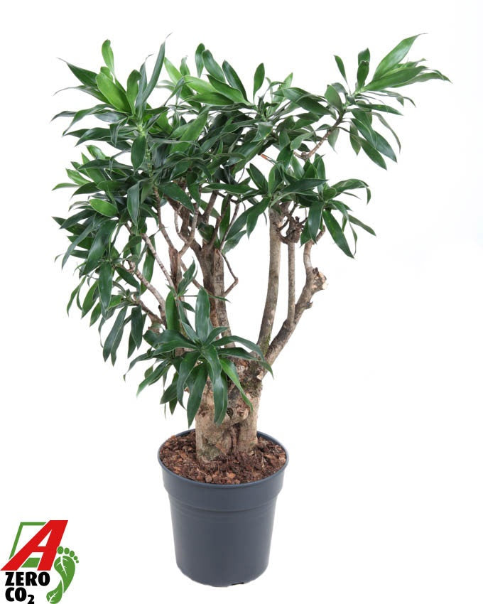 Dracaena reflexa 90cm 24cm Pot