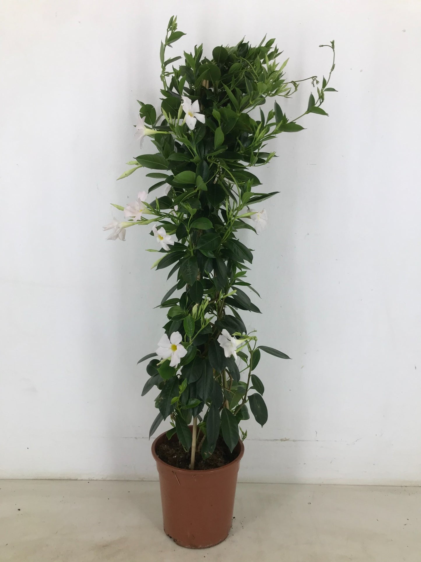 Mandevilla Rio White 100cm 22cm Pot