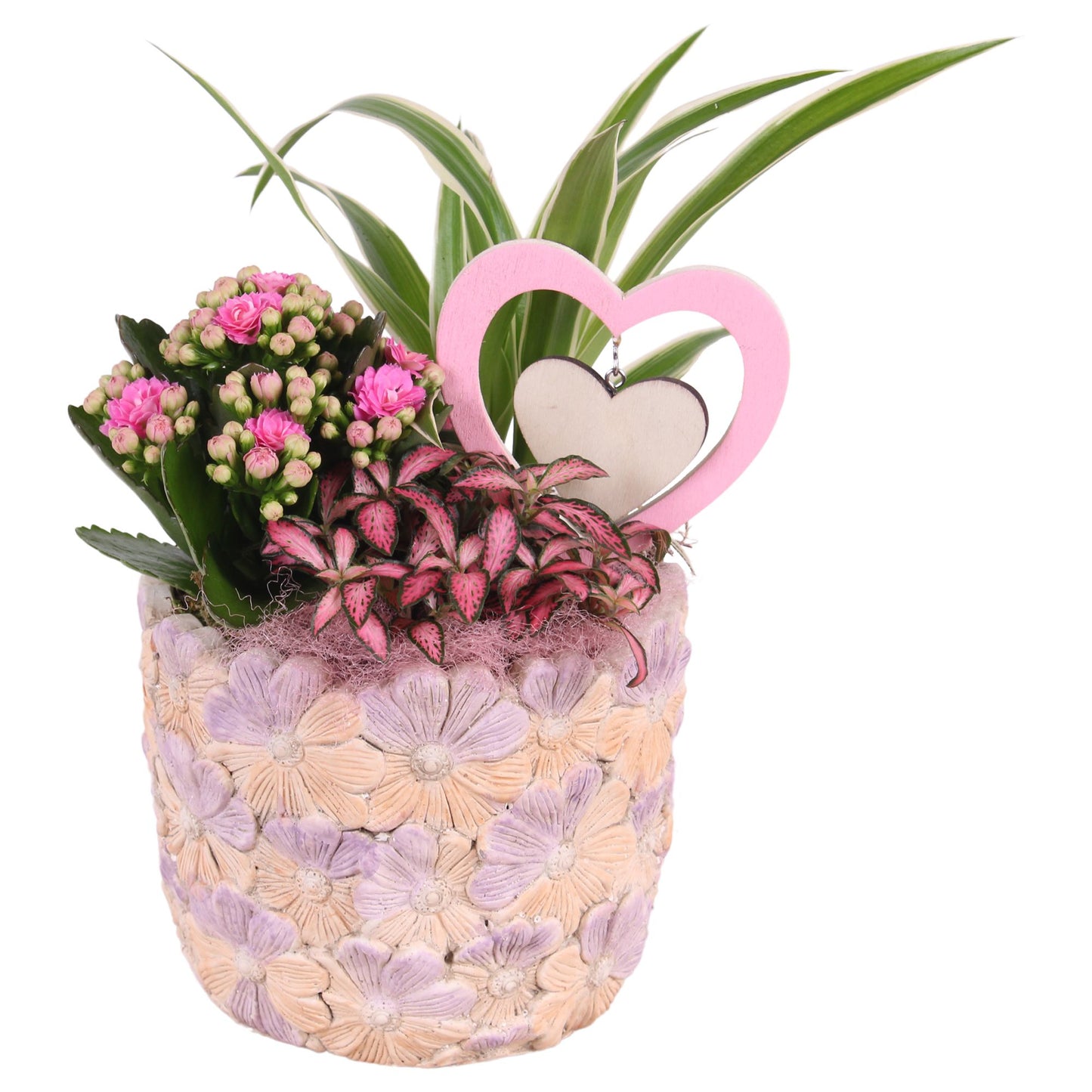 Indoor arrangement 25cm 14cm Pot