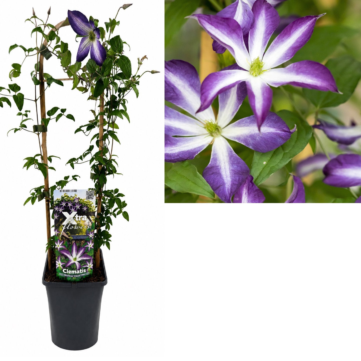 Clematis hybrid mix 75cm 17cm Pot
