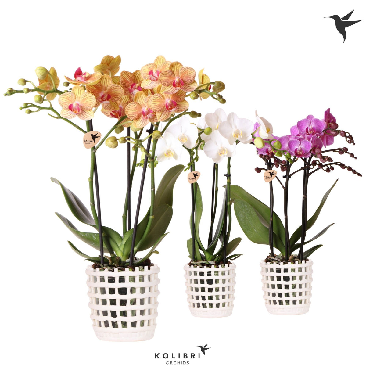 Phalaenopsis mix 40cm 9cm Pot
