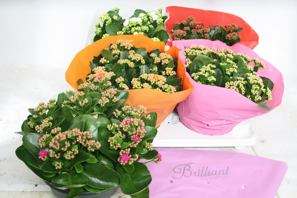 Kalanchoe mix 27cm 23cm Pot